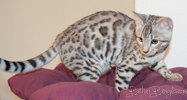 Bengal Cat silber